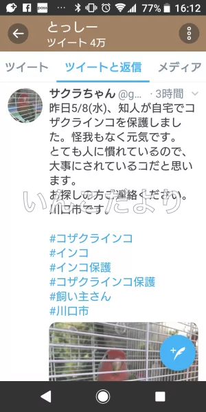 コメントの画像