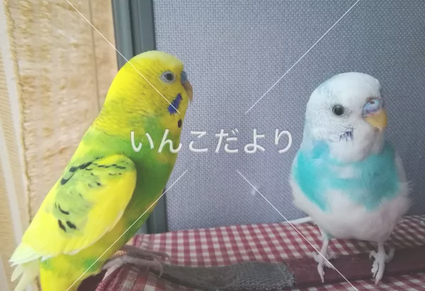 コメントの画像