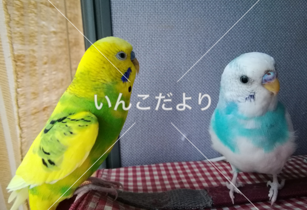 コメントの画像