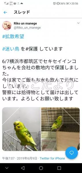 コメントの画像