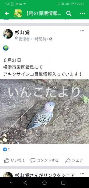 コメントの画像