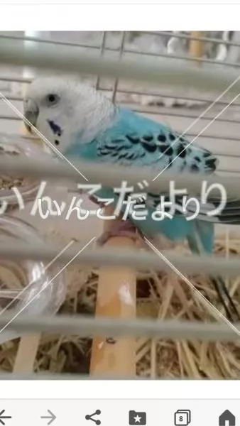 コメントの画像