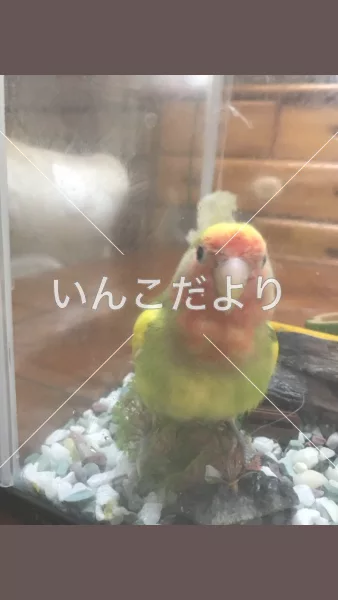 コメントの画像