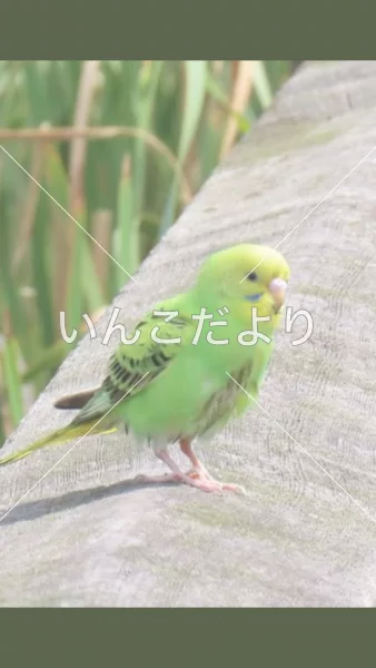 コメントの画像