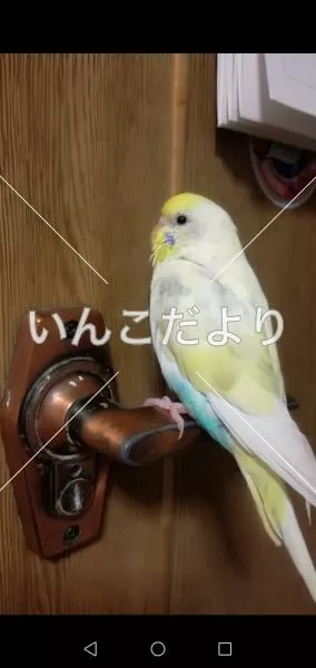 コメントの画像