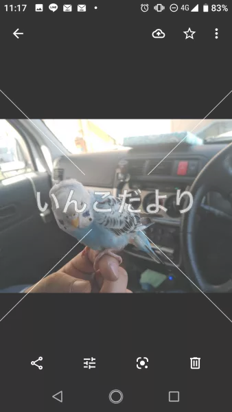 コメントの画像