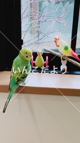 コメントの画像