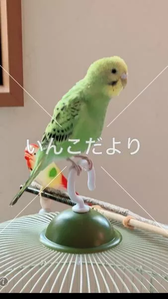 コメントの画像