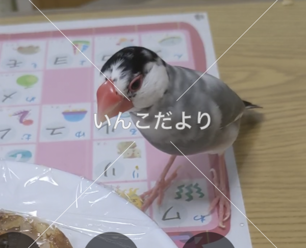 コメントの画像