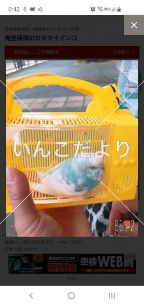 コメントの画像