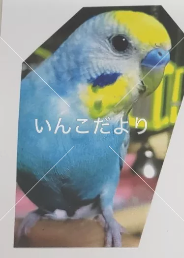 コメントの画像