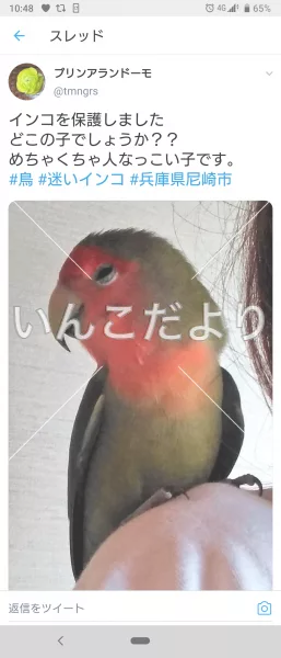 コメントの画像