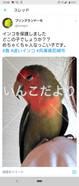 コメントの画像