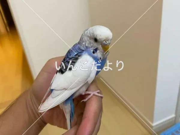 コメントの画像