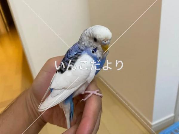 コメントの画像