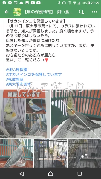 コメントの画像