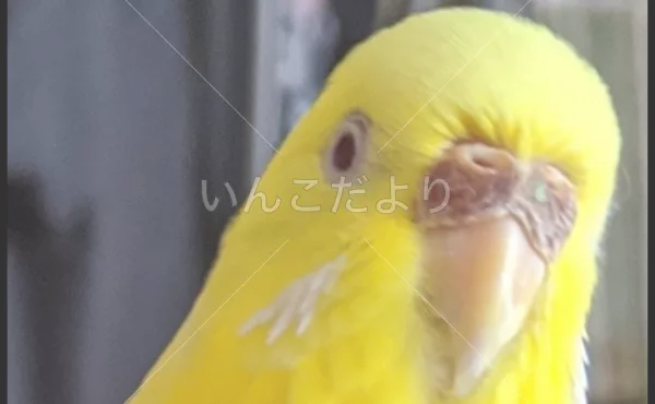 コメントの画像