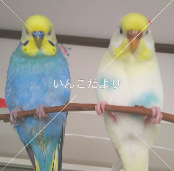 コメントの画像