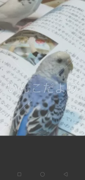 コメントの画像