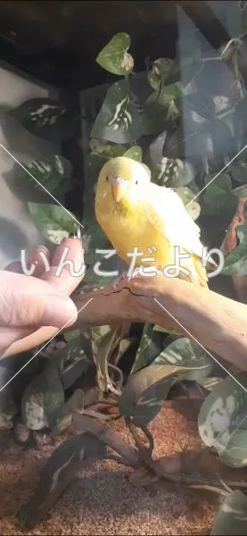 コメントの画像