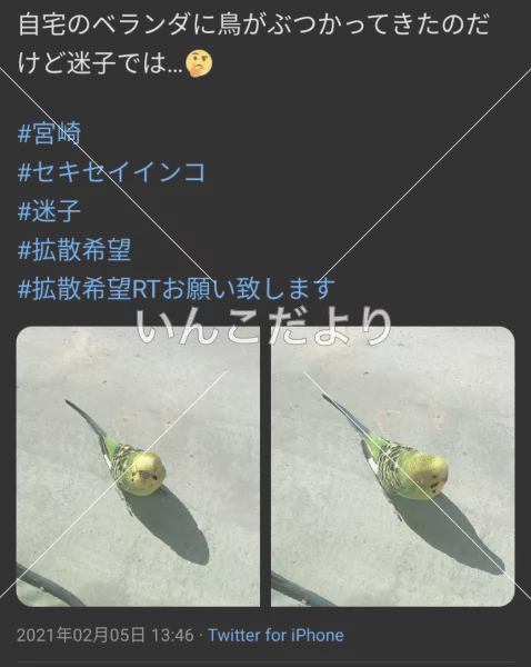 コメントの画像