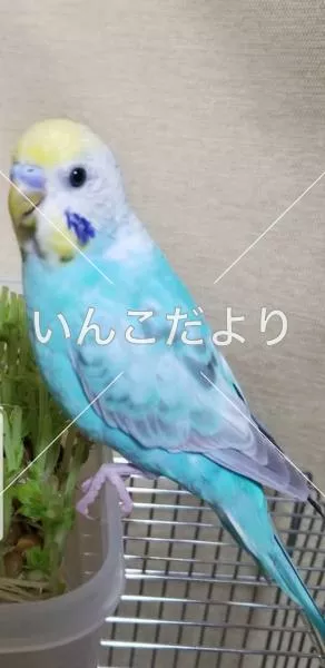 コメントの画像