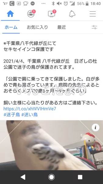 コメントの画像