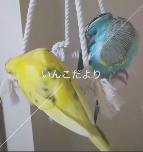 コメントの画像