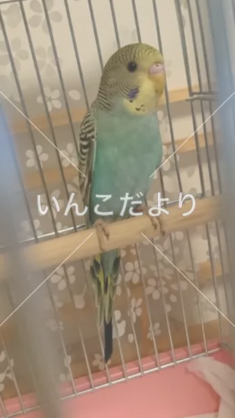 コメントの画像