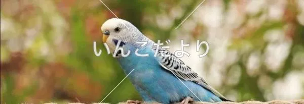 コメントの画像