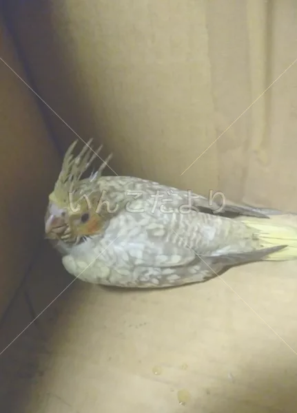 コメントの画像