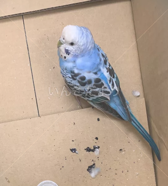 コメントの画像