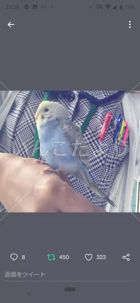 コメントの画像