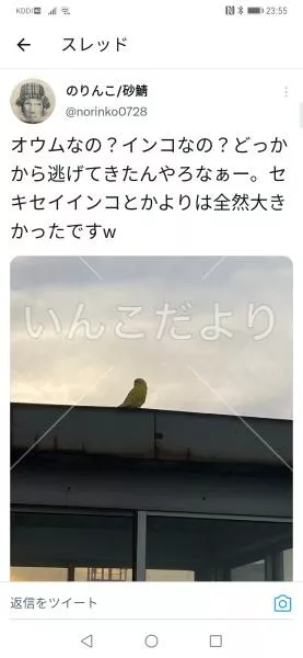 コメントの画像