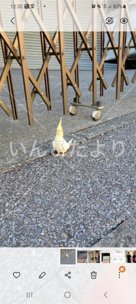 コメントの画像
