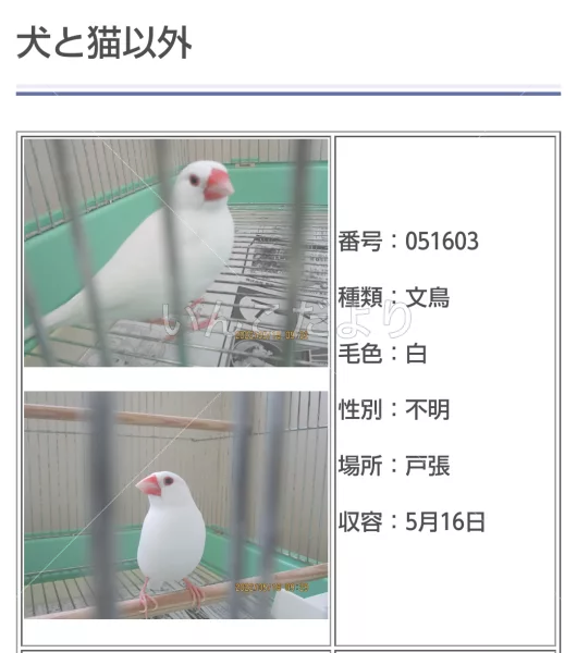 コメントの画像