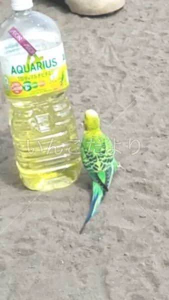 コメントの画像