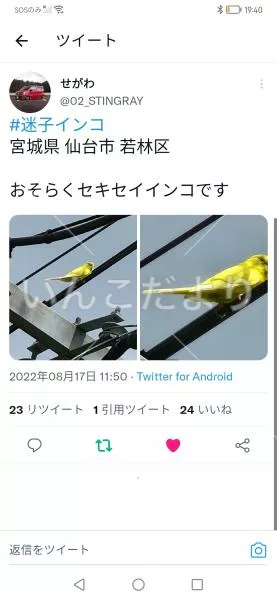 コメントの画像