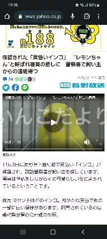 コメントの画像