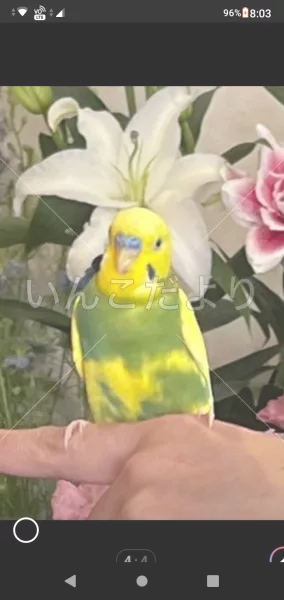 コメントの画像