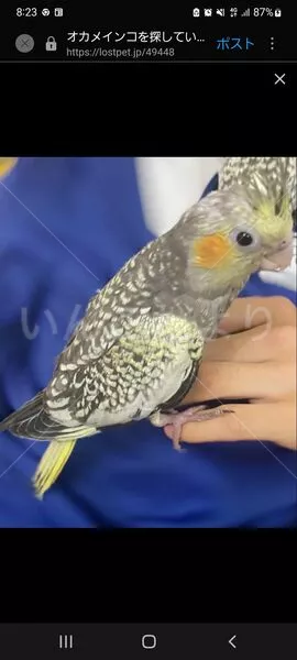 コメントの画像