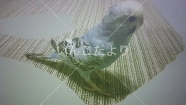 コメントの画像