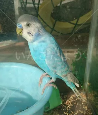 コメントの画像