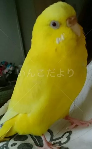 コメントの画像