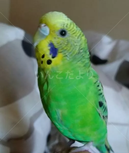 コメントの画像