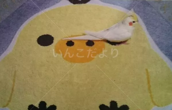 コメントの画像