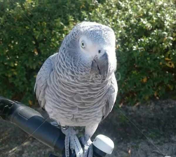 コメントの画像