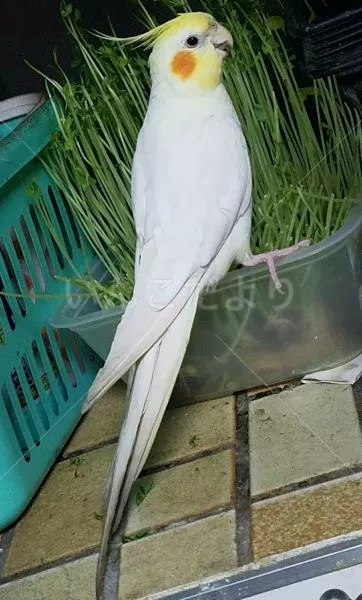 コメントの画像