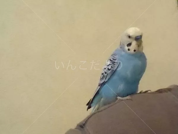 コメントの画像