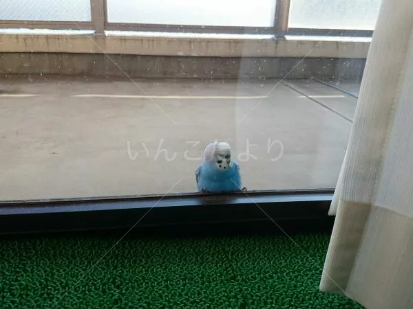 コメントの画像